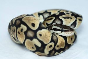 Ball Python. Image Credit: Emma Lawlor