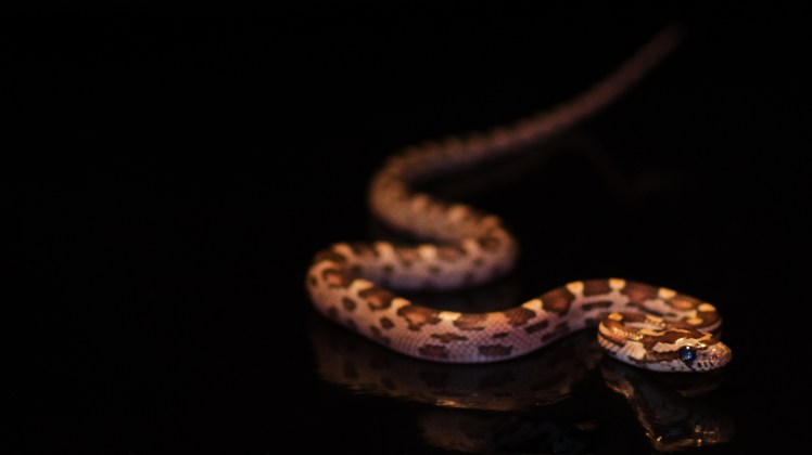 Corn Snake. Image credit: Stephan Muth