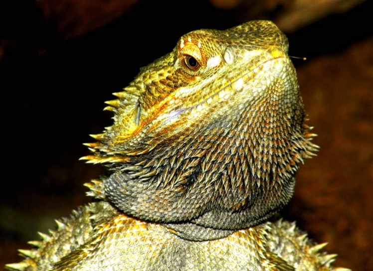 Male Bearded Dragon