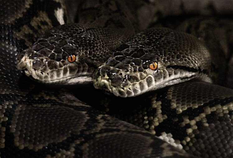 Image credit: jinterwas