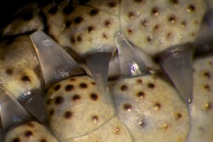 Here we see a high density cluster of ISOs. And teeth…Lots of teeth. Credit: Michel Milinkovitch