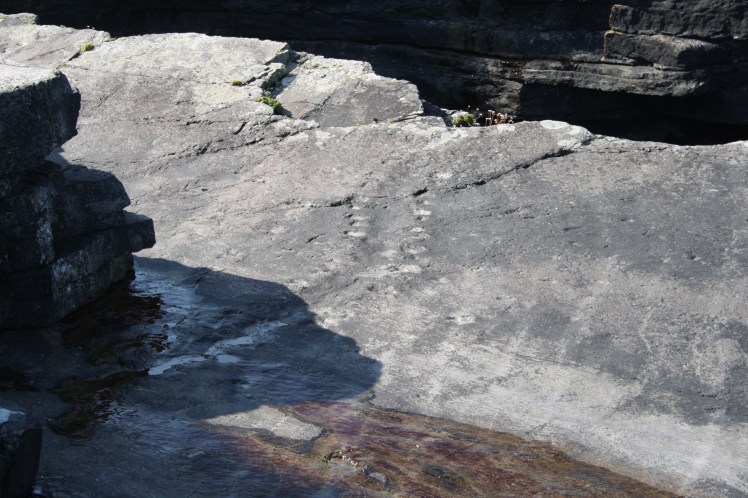 The Trackway. It can take a minute for your eyes to find the tracks. Credit: Rob O' Sullivan.