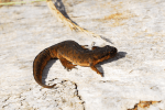 The Smooth Newt