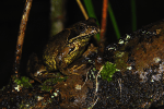 The Common Frog