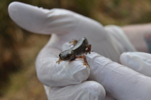 Smooth newt (Lissotriton vulgaris) photo by Teresa Dunbar