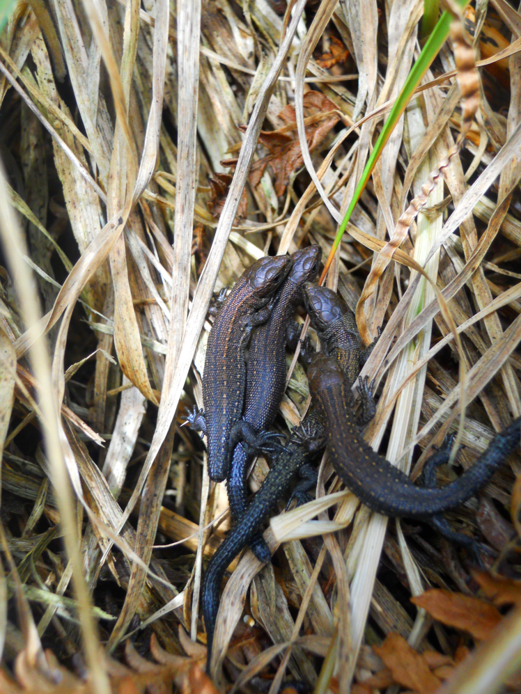 Juvenile common lizards. Note the individual on the left who has dropped its tail. Credit: Rob Gandola