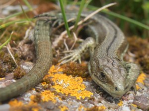 Common Lizard