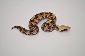 A Gaboon viper, (Bitis gabonica), one of many species John cares for in his position.
