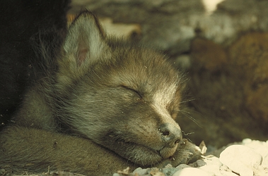 Sleeping Wolf Cub. Credit: Superior National Forest