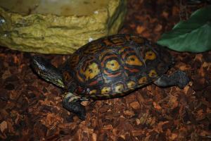 Painted Wood Turtle. Photo credit: Cat Hendry
