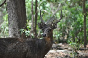 Deer on Komodo Island, common prey of the Komodo dragon. Photo by John Dunbar