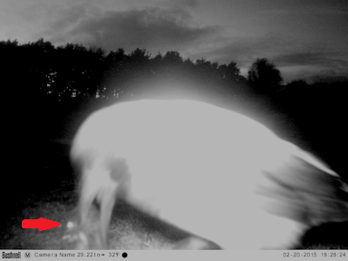 A hooded crow caught feeding at night.