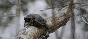 River cooter. Credit: Laurent Lebois