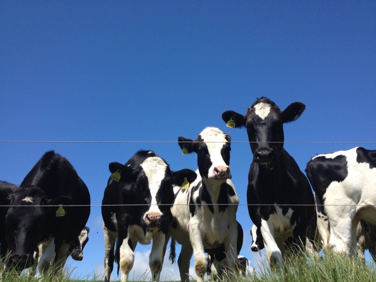 No whales, but...close enough? Credit: Jess Leahy