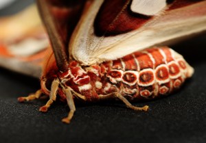Female moth, showing stunning abdomen markings. Credit: Emma Lawlor