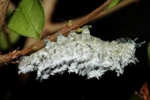 Caterpillar. Creit: Emma Lawlor