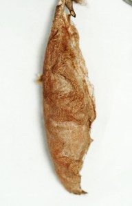 Cocoon. Credit: Emma Lawlor