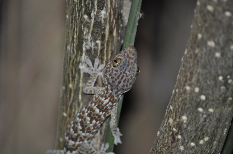 Tokay gecko (Gekko gecko) in a forested region of Bali. Photo by John Dunbar