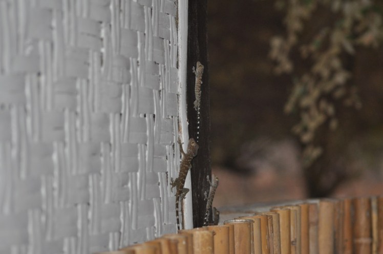 Tokay geckos (Gekko gecko) on Kanawa island in Komodo National Park, cuing up at the outdoor light in the evening for bugs attracted to the lights. Photo by John Dunbar
