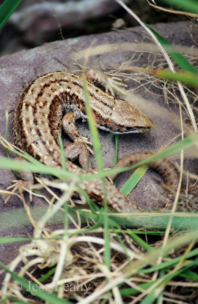 A clearer view of a basking lizard Credit: Jess Leahy