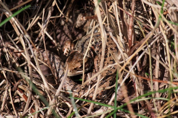 Evidently, Seán has a keen eye... Credit: Jess Leahy