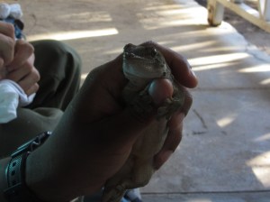 Taking measurements of a Gunther's Gecko