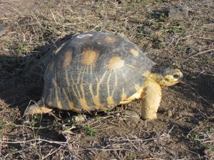 Radiated tortoise
