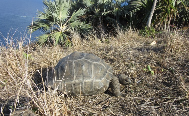A tortoise that has been introduced to Ile aux Aigrettes. Credit: Maeve Quaid.