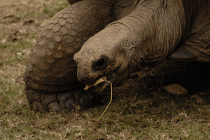 Aldabran Tortoise at the  Tsimbazaza Zoo . Credit: Rob Gandola