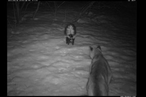 Credit: Waterton Lakes National Park/Parks Canada