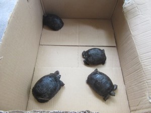Young tortoises being transported to a nursery on Ile aux Aigrettes Credit: Maeve Quaid