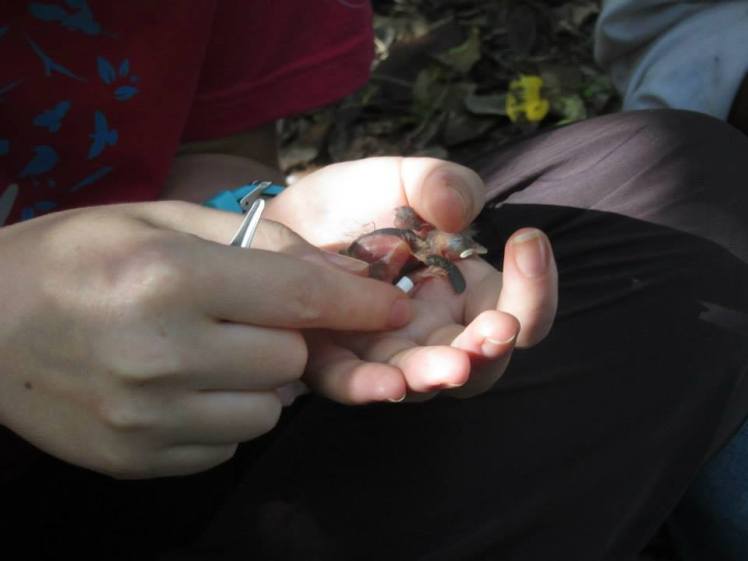 Colour banding a Fody chick. Credit: Maeve Quaid