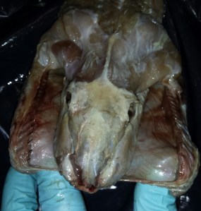 Note how the mandibles spread to increase the snake's gape. Credit JP Dunbar