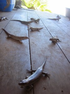 Telfair's skinks. despite appearances to the contrary this species is listed as vulnerable.