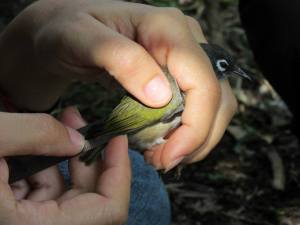 Taking morphometrics of an Olive White Eye. Credit: Maeve Quaid