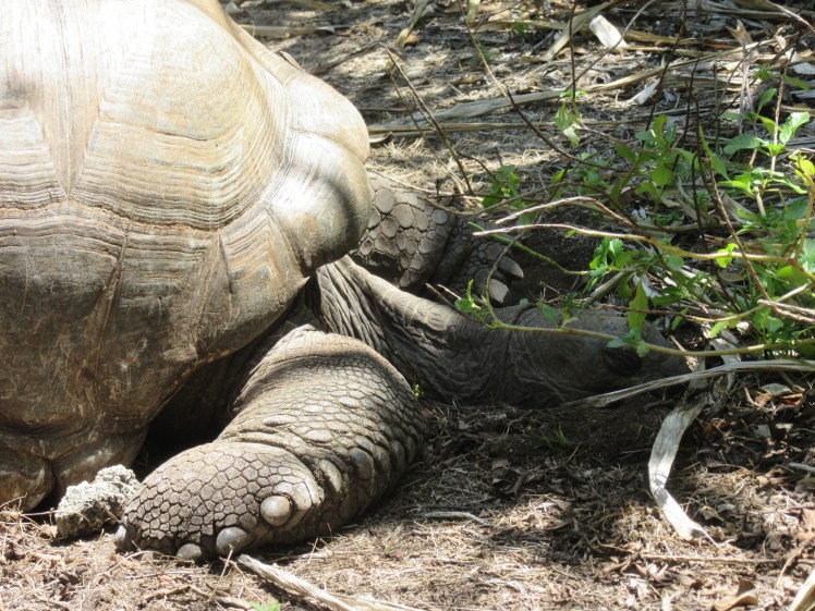 Too hot... can't move...