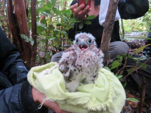 Ringing a Mauritius Kestrel. Credit: Maeve Quaid