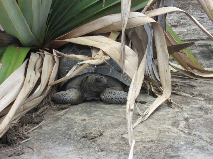 A tortoise seeks shade from the hot midday sun. Credit: Maeve Quaid