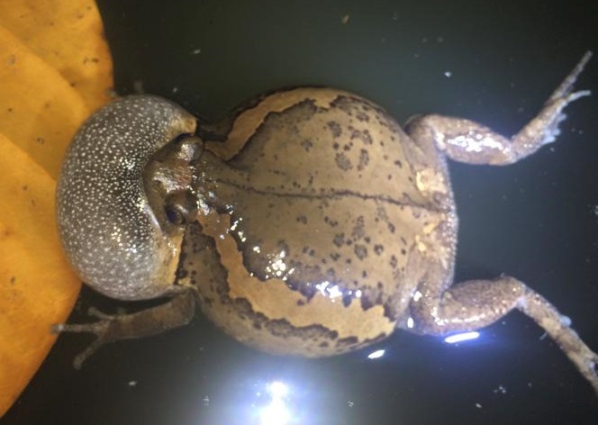 Banded Bullfrog
