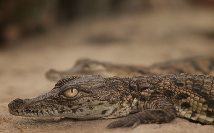 Could global warming make male crocodiles rarer? Credit: DevStopPix