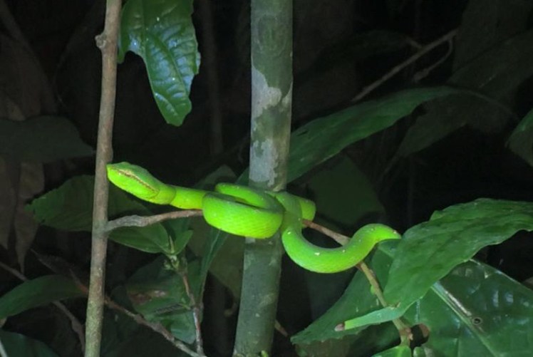 Green Pit Viper