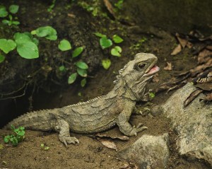 Tuatara. Credit: Sid Mosdell