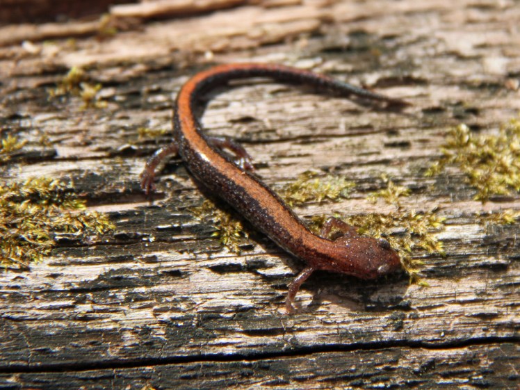 Southern Red-Backed Salamander Credit: Greg Schechter