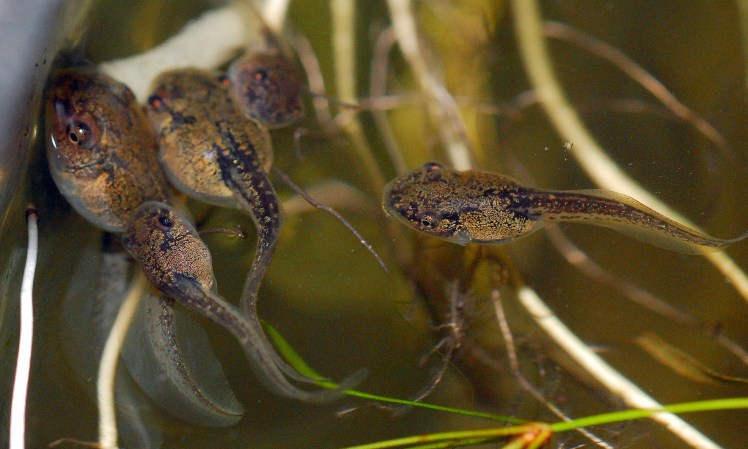 Credit: Trish Hartmann