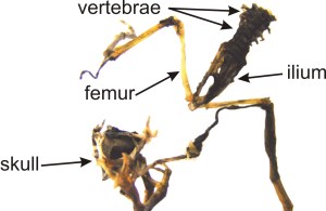 Frog remains following rat predation under lab conditions. Credit: Dr. Bastian Egeter