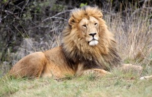 The trophy hunting of species such as lions has stirred great controversy in recent weeks Credit: Derek Keats