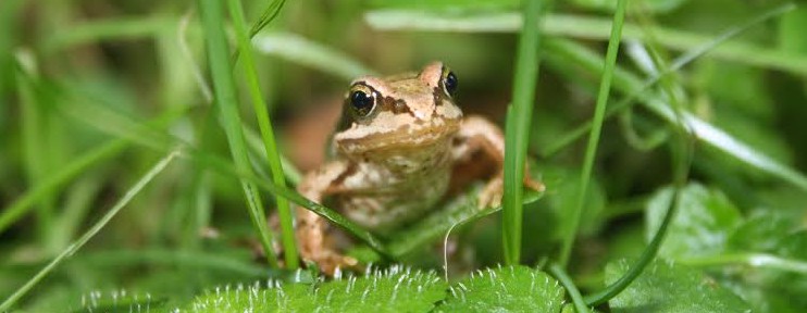 Frog-e1410882024685