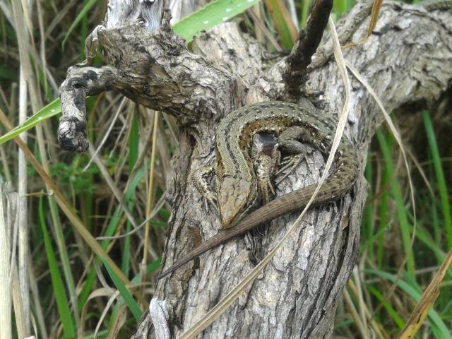 One of many common lizards encountered at Howth Head