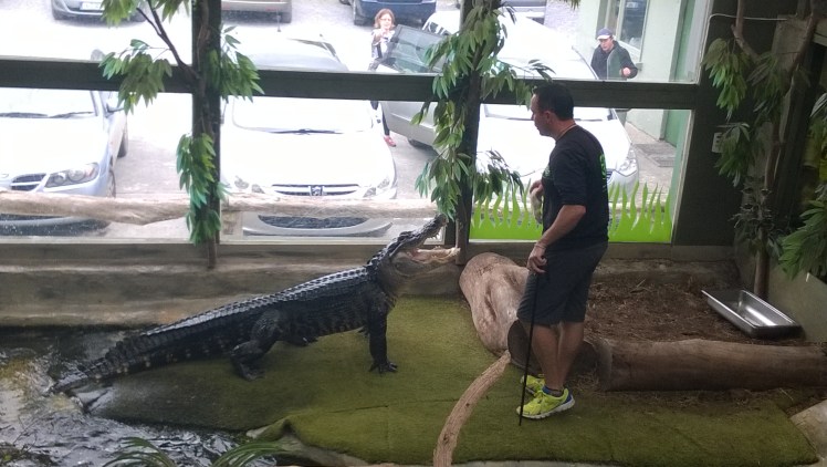 James Hennesy of Nationl Reptile Zoo, in action