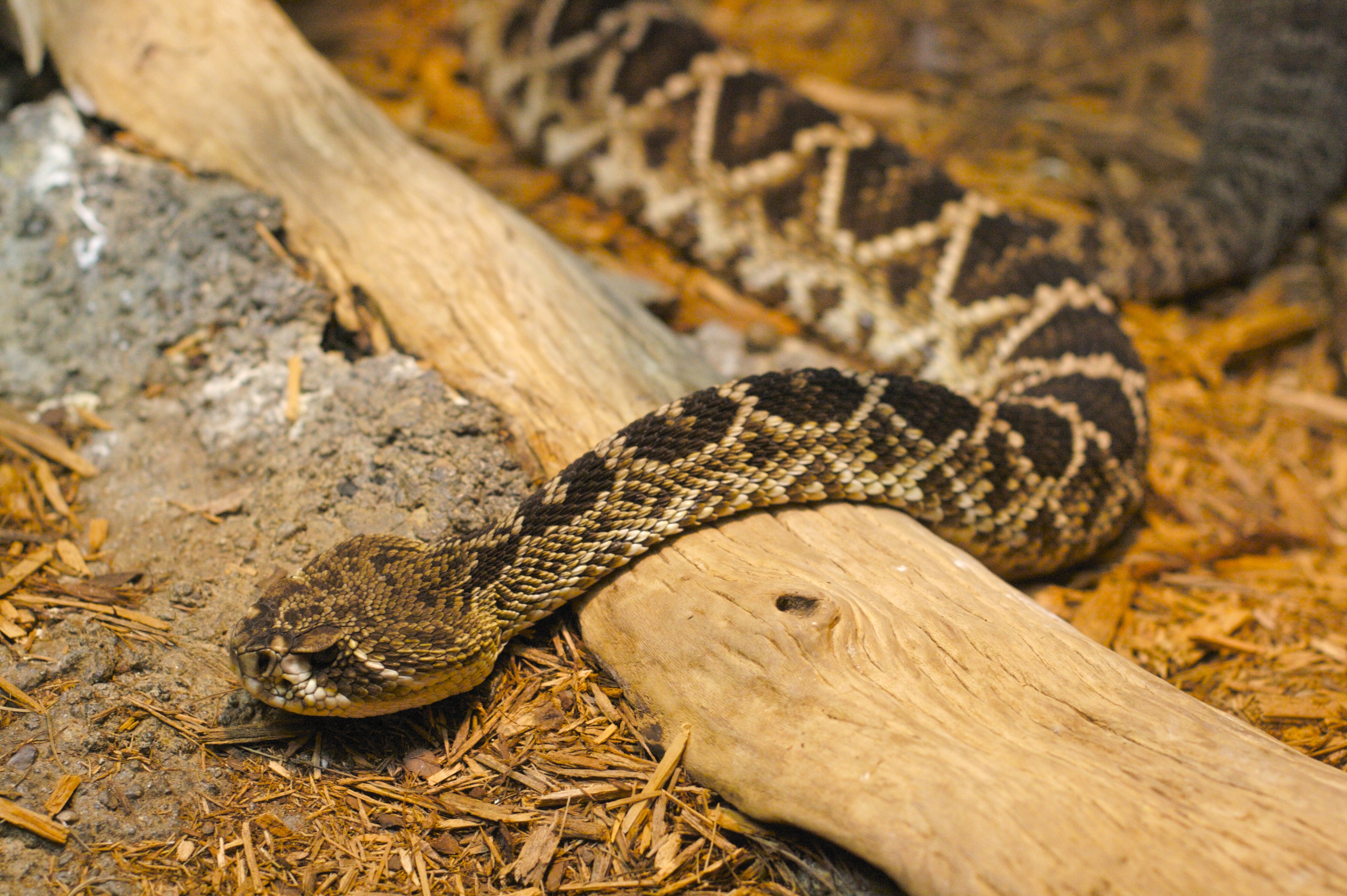 How Big Do Rattlesnakes Get Species Profile: Eastern Diamondback Rattlesnake – The Herpetological ...